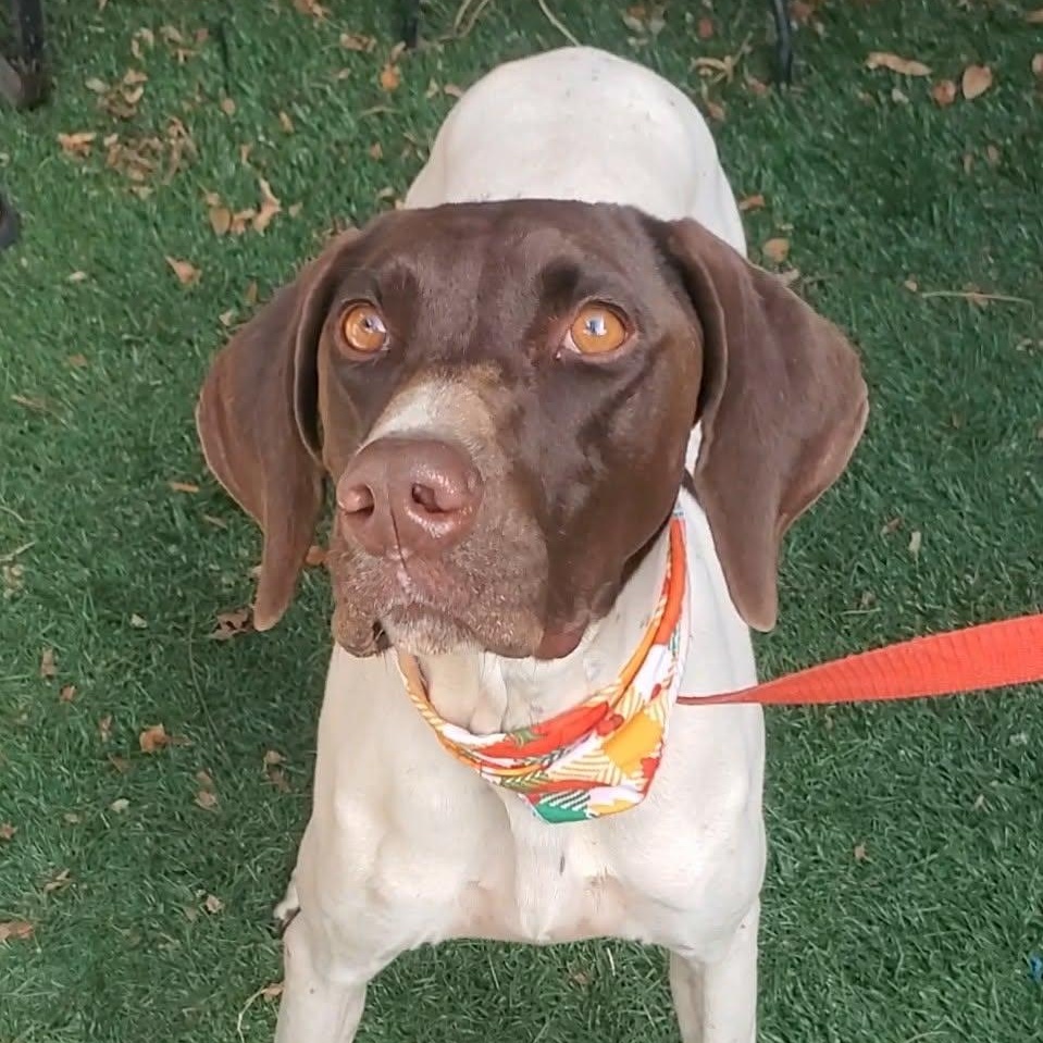 Chrissy, a Adoptable mixed breed in Woolwich, ME image 5/5