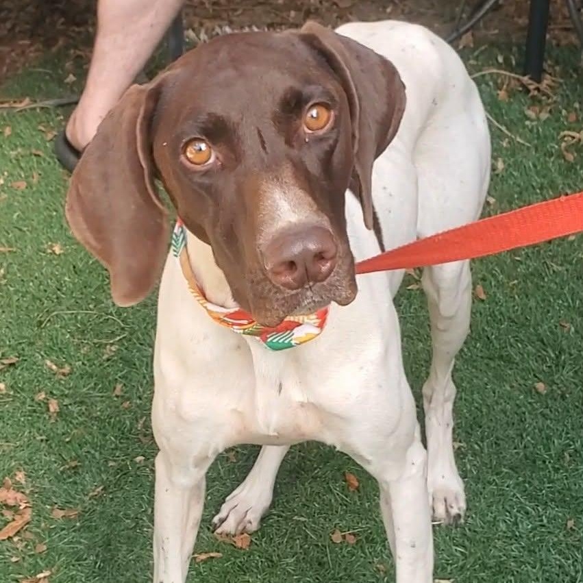 Chrissy, Adoptable, Adult Female German Shorthaired Pointer.