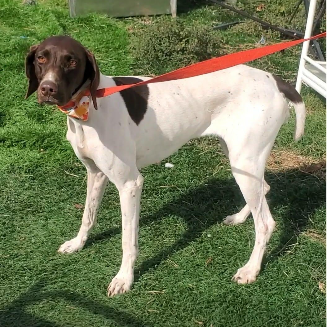 Chrissy, a Adoptable mixed breed in Woolwich, ME image 2/5