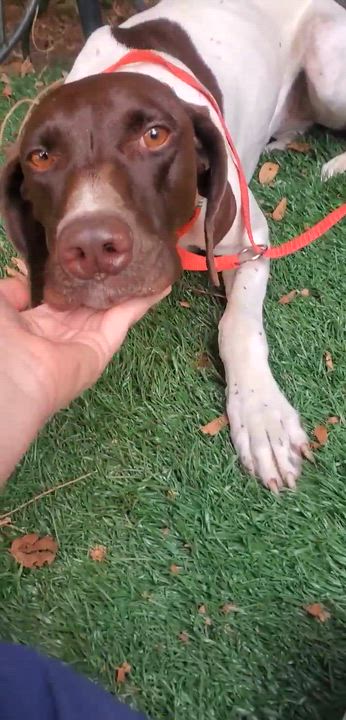 Enlarge Chrissy, a Adoptable mixed breed in Woolwich, ME video 4/5