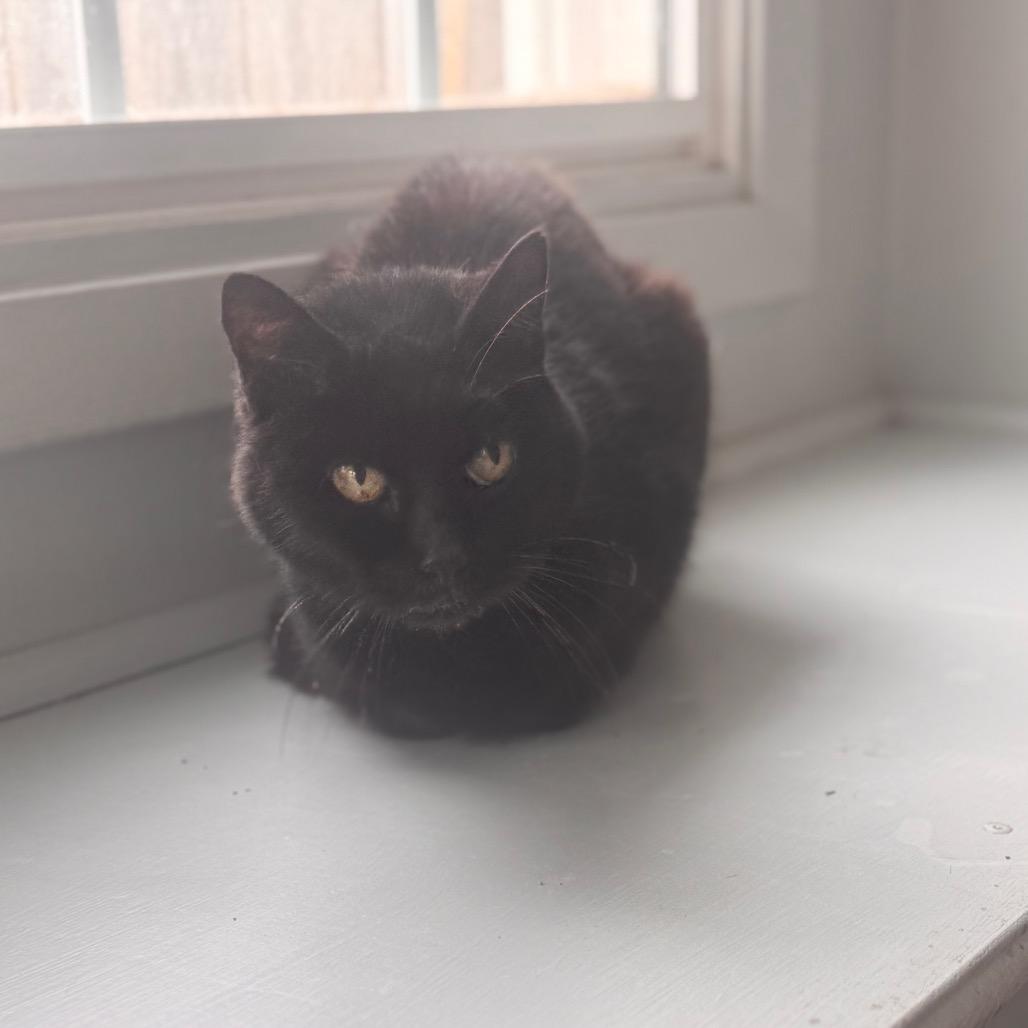 Enlarge Mickey, a Adoptable Domestic Short Hair in Starkville, MS image 1/1