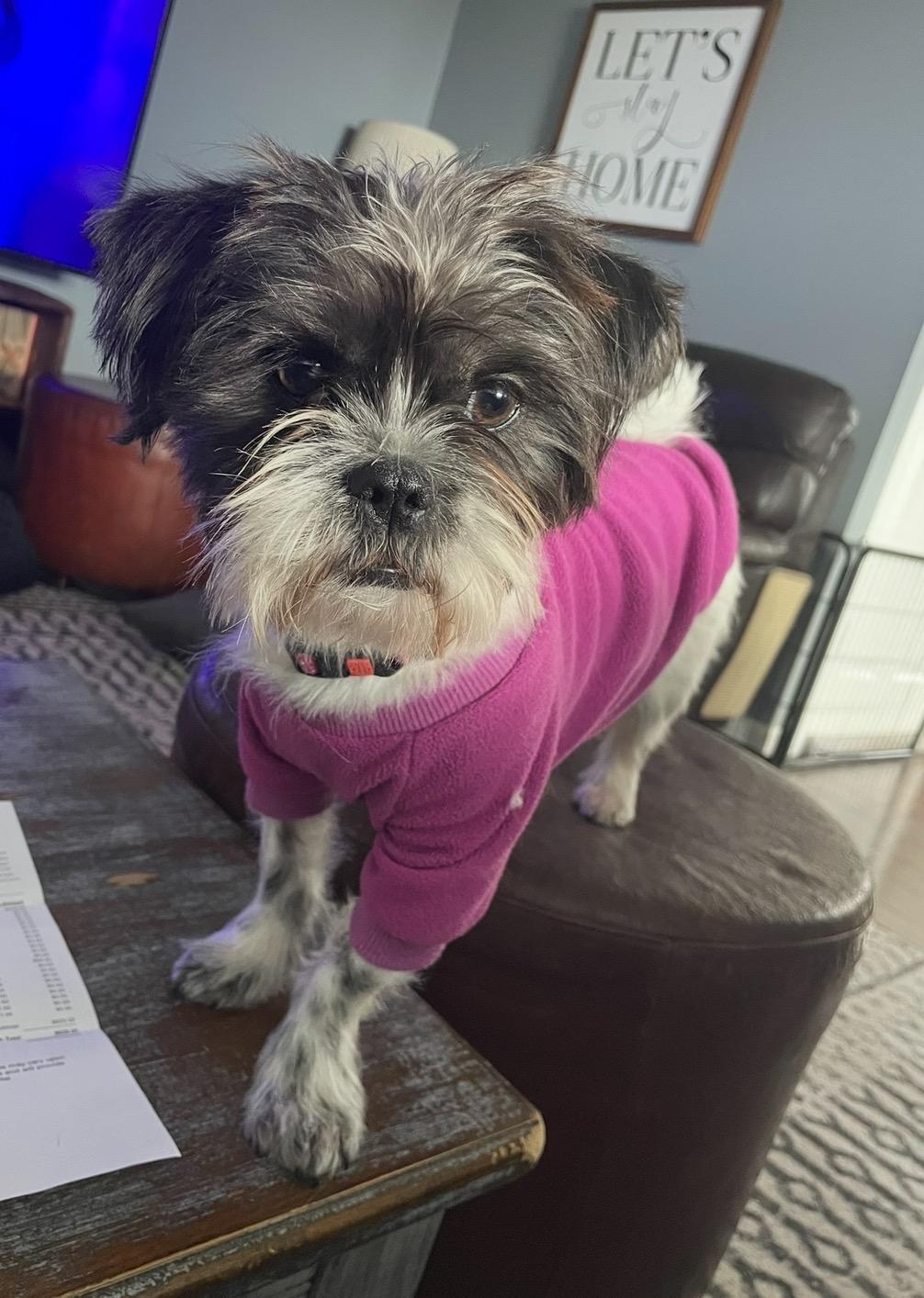Gracie Lou, adopted, Young Female Shih Tzu.