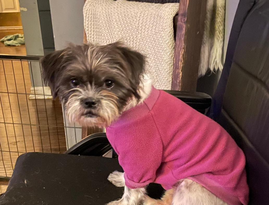 Gracie Lou, an adopted mixed breed in East Lansing, MI image 4/5