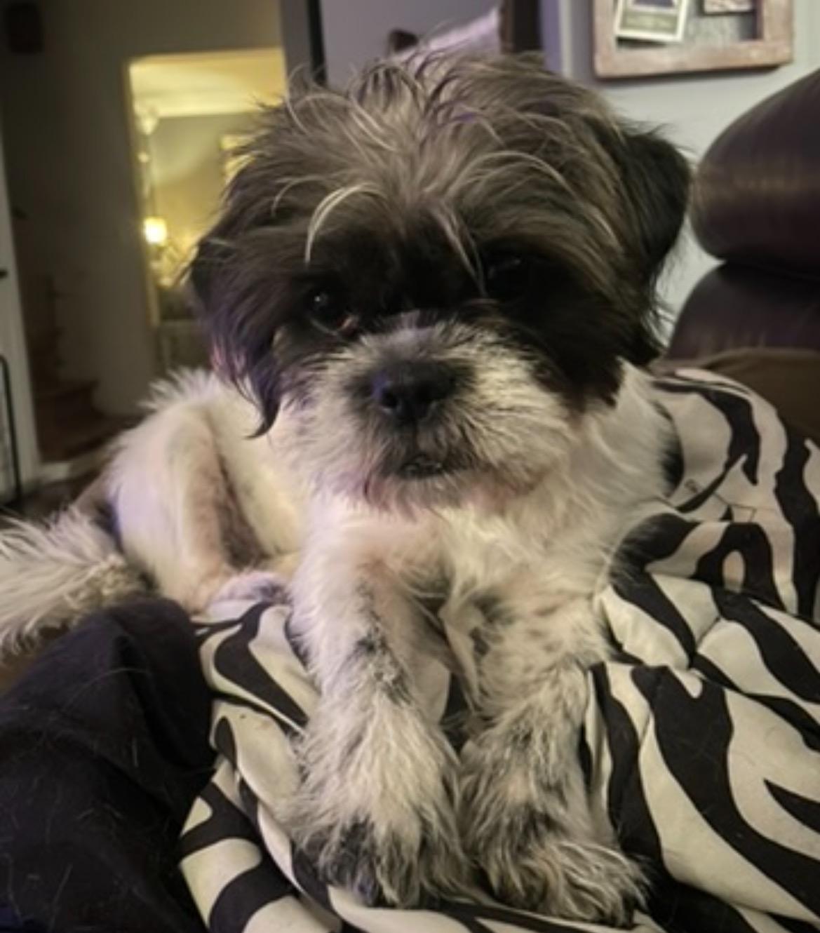 Gracie Lou, an adopted mixed breed in East Lansing, MI image 2/5