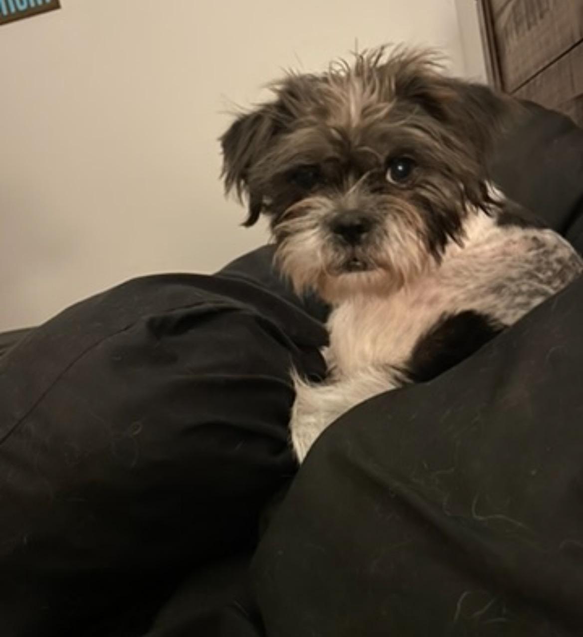Gracie Lou, an adopted mixed breed in East Lansing, MI image 5/5
