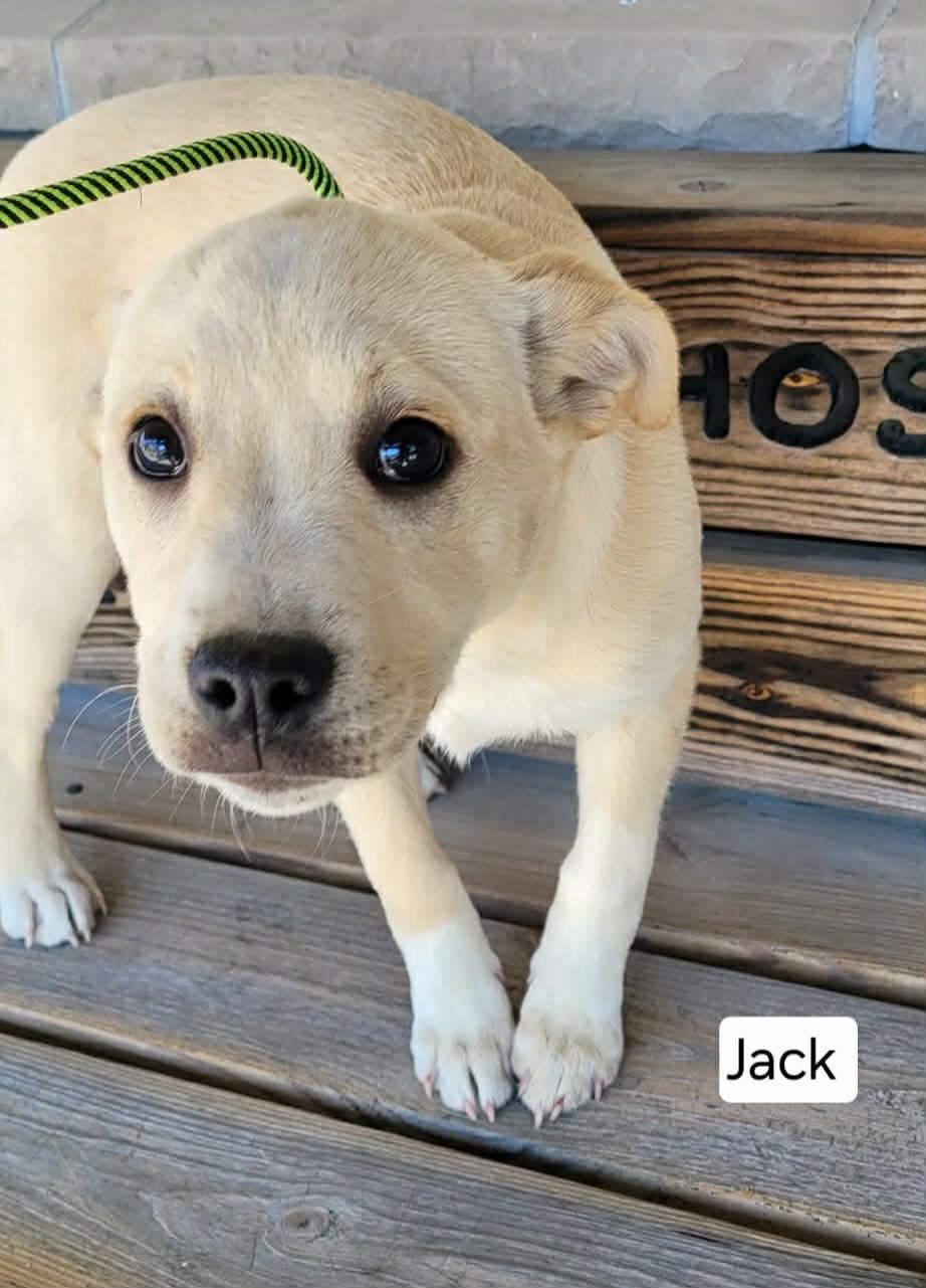 Enlarge Jack, an adopted mixed breed in St. Clairsville, OH image 1/1