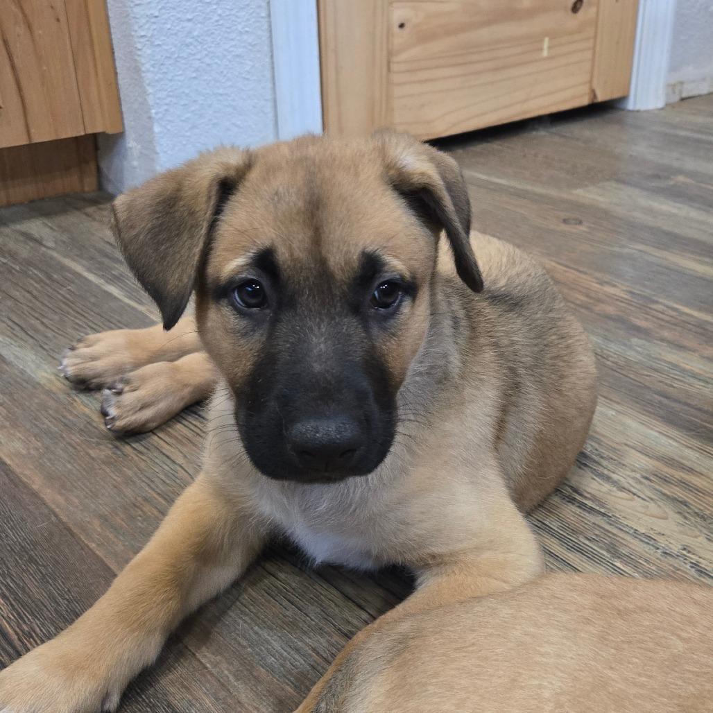 Enlarge Larch, a Adoptable mixed breed in Oakville, WA image 1/5