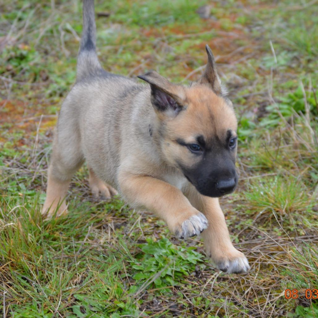 Enlarge Larch, a Adoptable mixed breed in Oakville, WA image 2/5