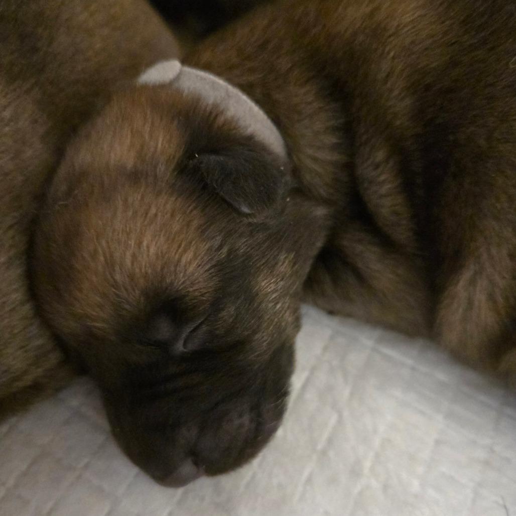 Enlarge Larch, a Adoptable mixed breed in Oakville, WA image 3/5