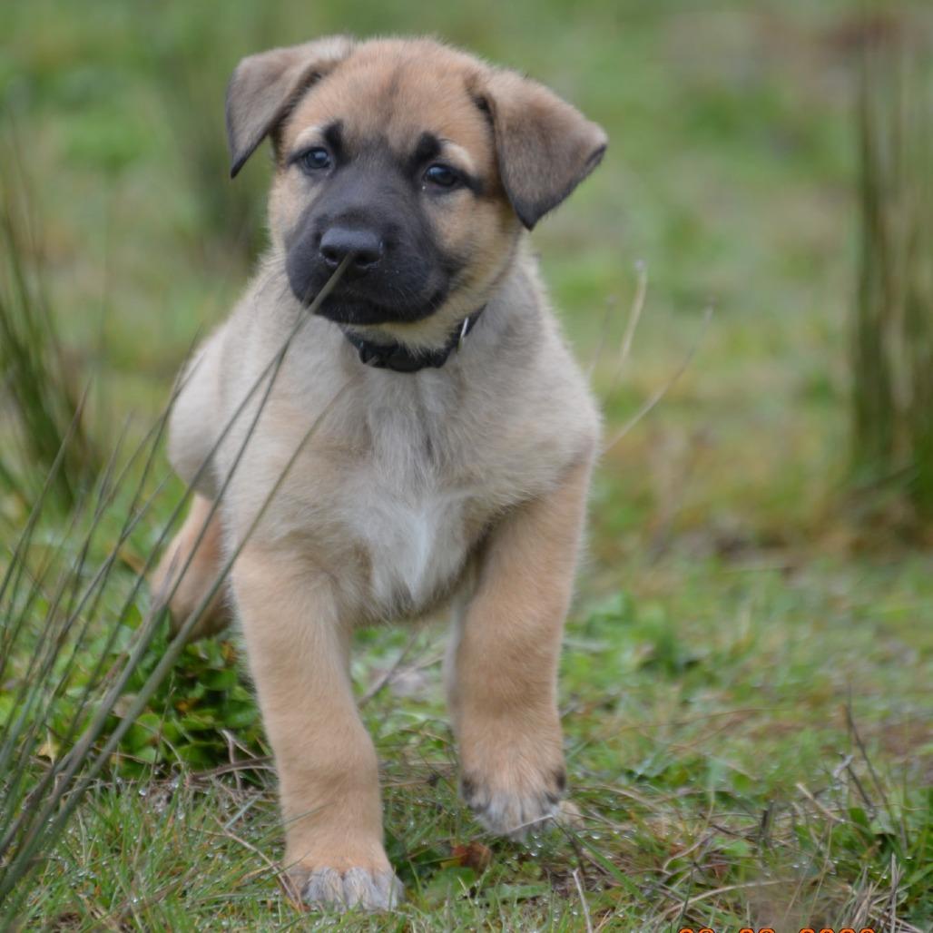 Enlarge Larch, a Adoptable mixed breed in Oakville, WA image 4/5