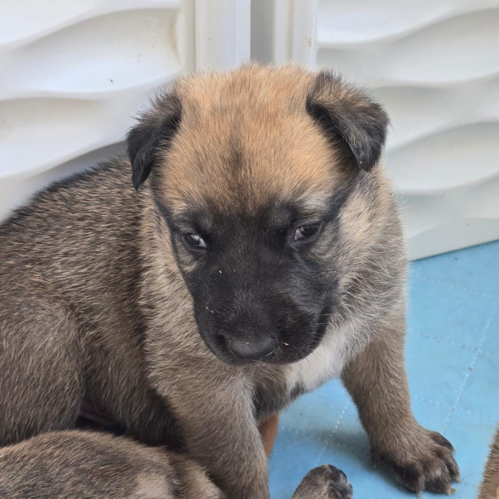 Enlarge Larch, a Adoptable mixed breed in Oakville, WA image 5/5