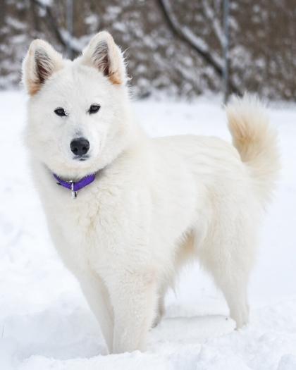 Samurai, Adoptable, Adult Female Mixed Breed & Mixed Breed.