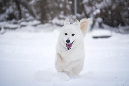 Enlarge Samurai, a Adoptable Mixed Breed in Jamestown, NY image 2/3