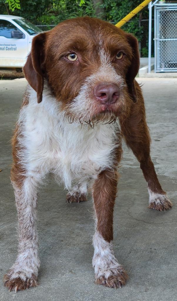 Enlarge Shaggy, a Adoptable mixed breed in Swainsboro, GA image 1/3