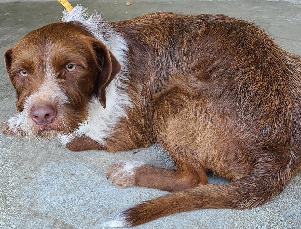 Enlarge Shaggy, a Adoptable mixed breed in Swainsboro, GA image 2/3