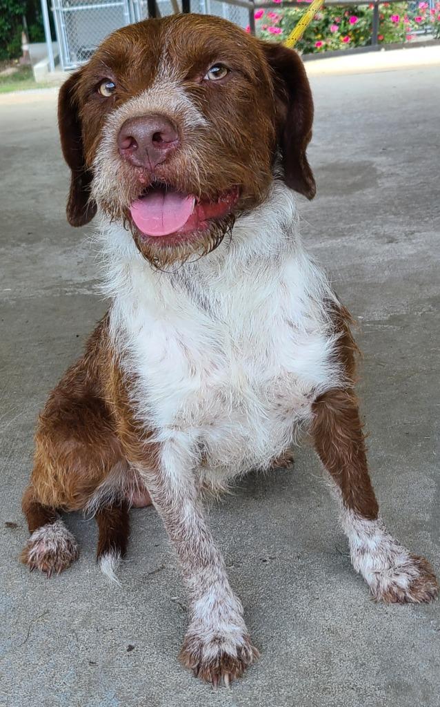 Enlarge Shaggy, a Adoptable mixed breed in Swainsboro, GA image 3/3