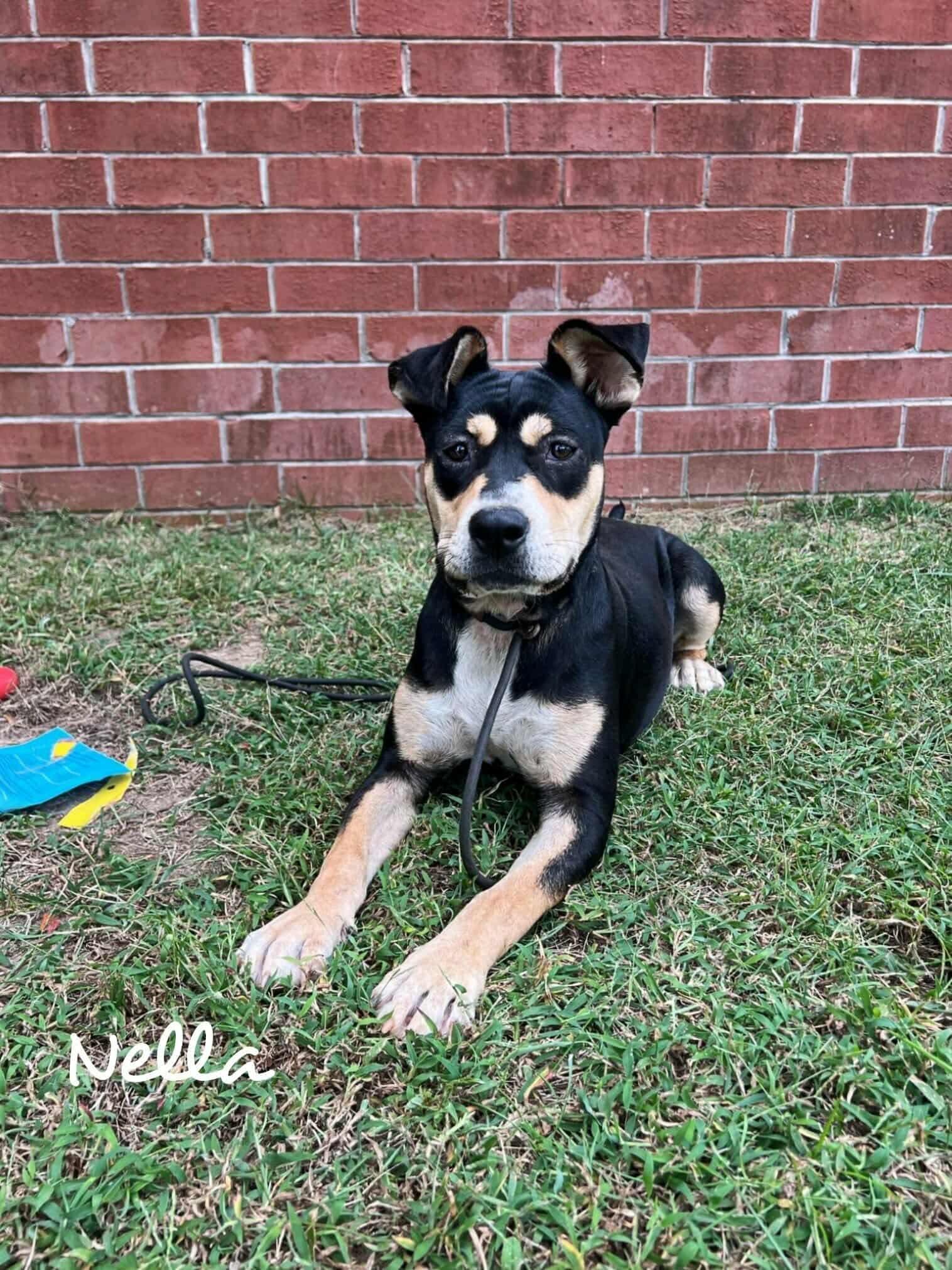 Enlarge Nella, a ADOPTABLE mixed breed in Ridgefield , NJ image 1/1