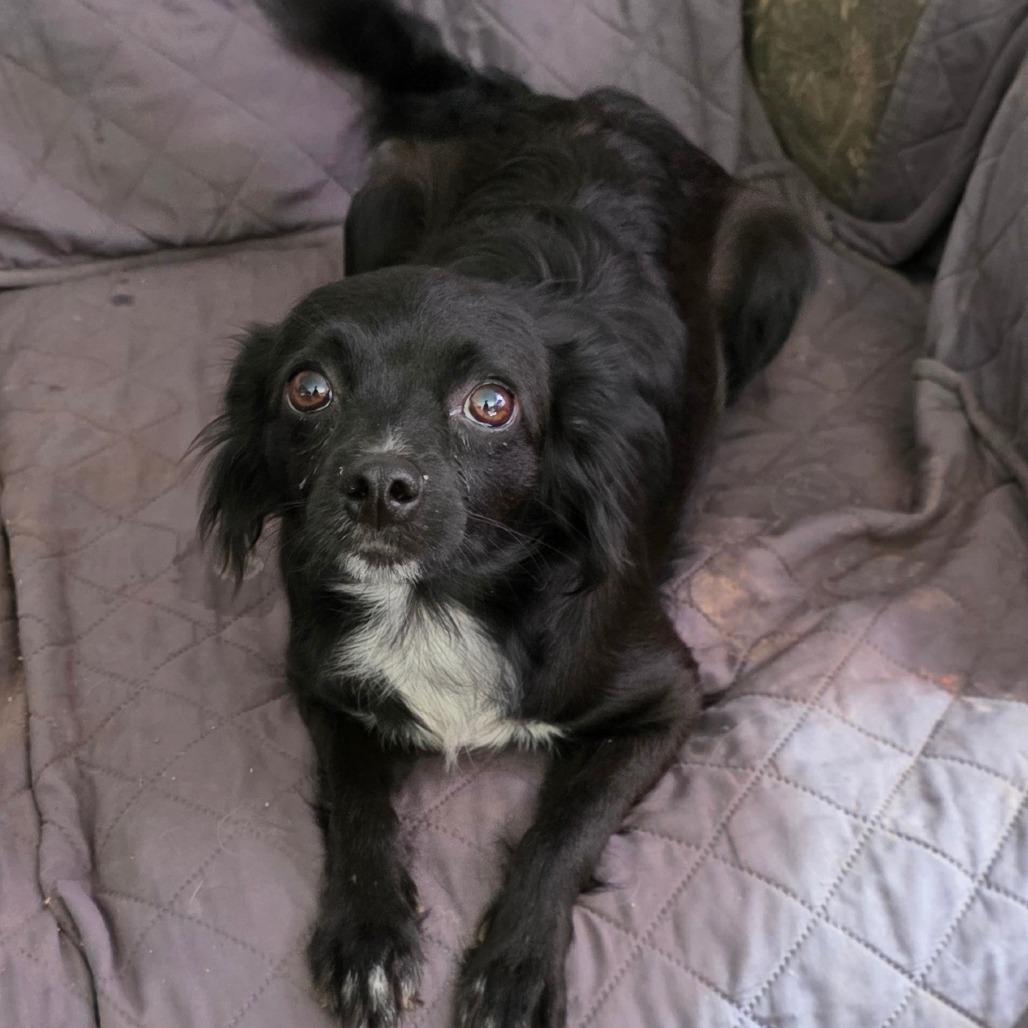 Kathy, Adoptable, Adult Female Papillon & Chihuahua.