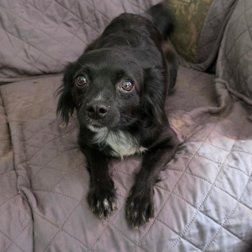Enlarge Kathy, a Adoptable mixed breed in Goltry, OK image 2/4