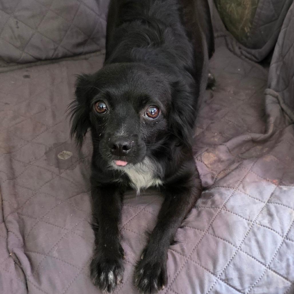 Enlarge Kathy, a Adoptable mixed breed in Goltry, OK image 3/4