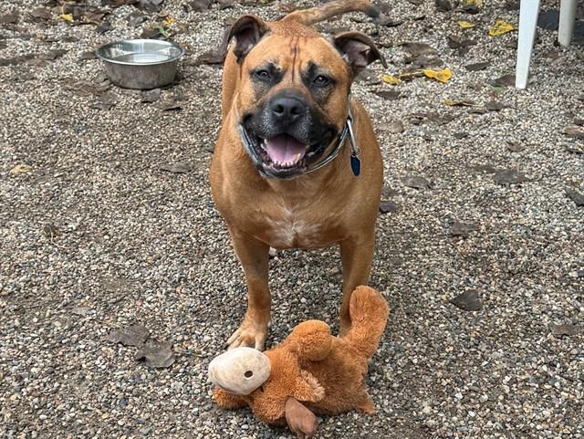 SCOOBY, Adoptable, Adult Male Mastiff & Mixed Breed.