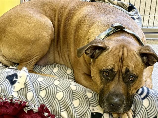 SCOOBY, Adoptable, Adult Male Pit Bull Terrier & Mixed Breed.