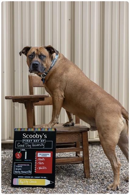SCOOBY, Adoptable, Adult Male Pit Bull Terrier & Mixed Breed.