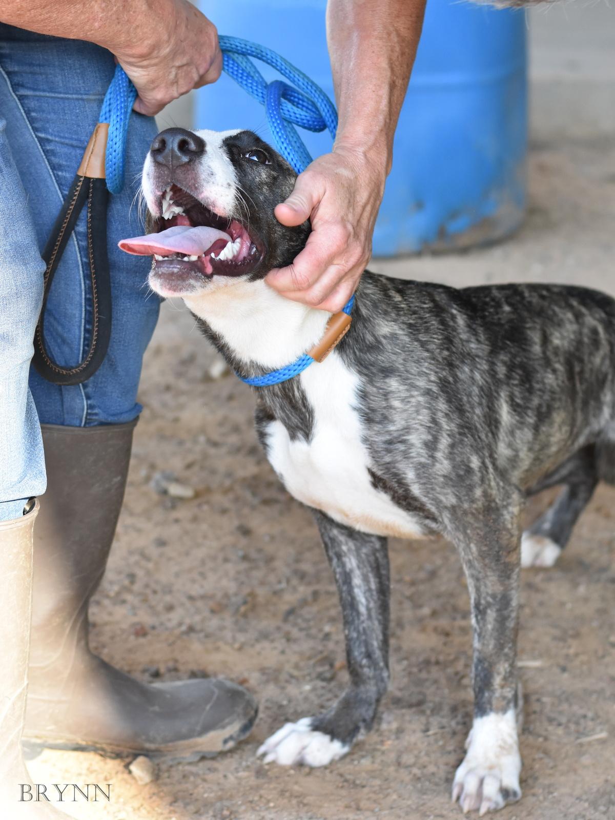 Enlarge Brynn, a Adopted mixed breed in North Augusta, SC image 3/5