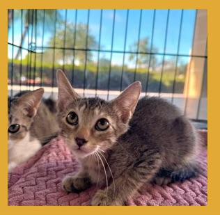 Enlarge LAILA/LUCA, a Adoptable mixed breed in Royal Palm Beach, FL image 2/2