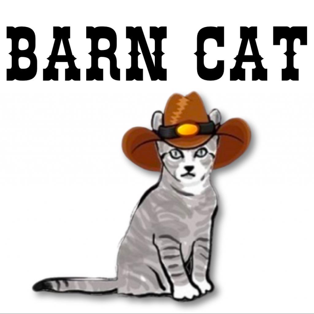 Enlarge Bunsen, a Adoptable Domestic Short Hair in Hemet, CA image 1/2