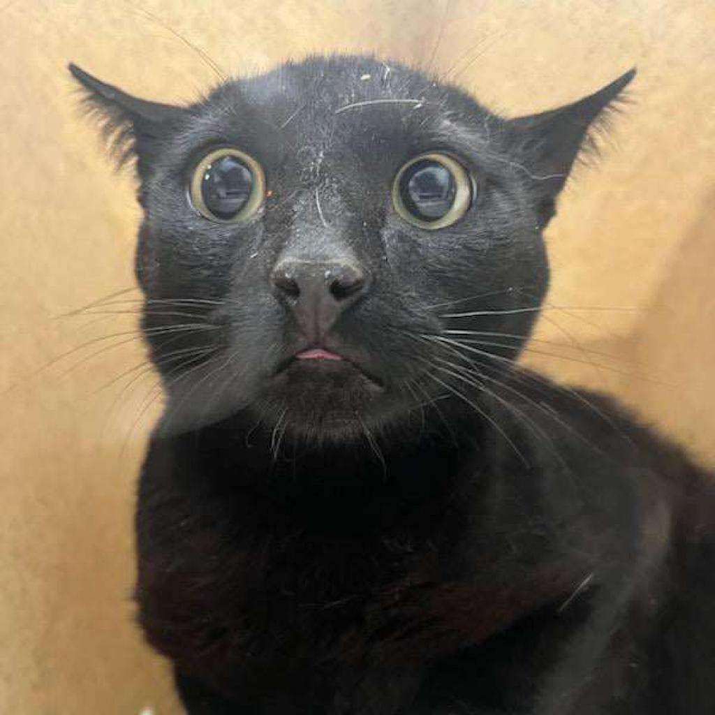 Enlarge Bunsen, a Adoptable Domestic Short Hair in Hemet, CA image 2/2