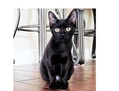 Enlarge Taylor Otto, a Adoptable mixed breed in Orlando, FL image 4/4