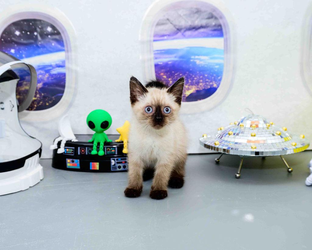 Tuff, an adopted Siamese in Jefferson, LA image 2/6