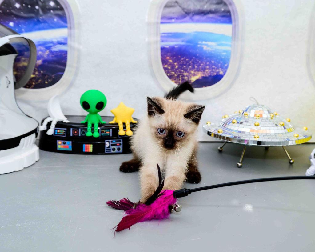 Tuff, an adopted Siamese in Jefferson, LA image 6/6
