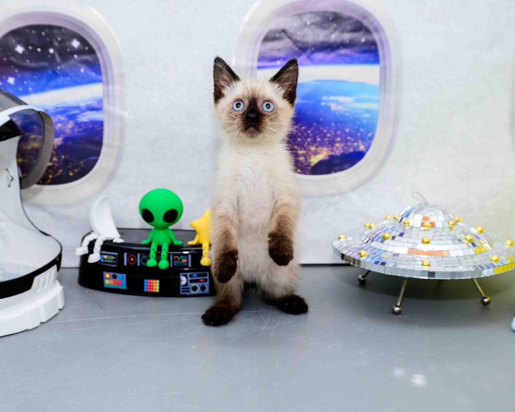 Tuff, an adopted Siamese in Jefferson, LA image 4/6