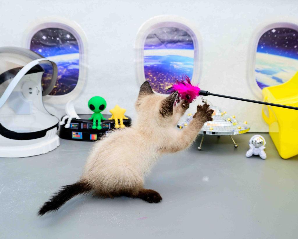 Tuff, an adopted Siamese in Jefferson, LA image 5/6