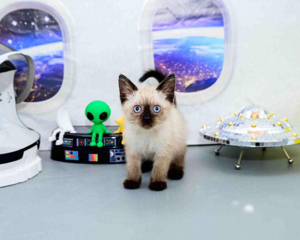 Tuff, an adopted Siamese in Jefferson, LA image 3/6