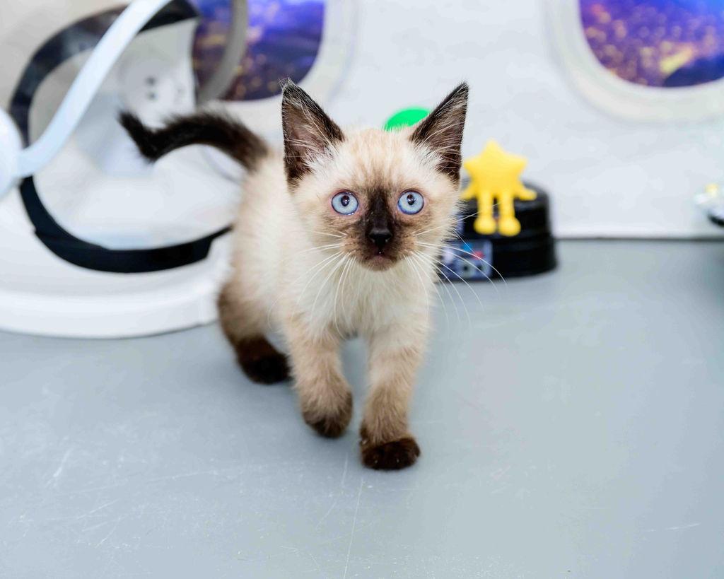 Tuff, an adopted Siamese in Jefferson, LA image 1/6