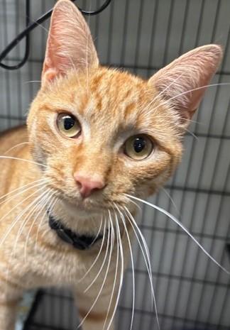 Jimi, a Adoptable Tabby in Pompton Lakes, NJ image 1/2