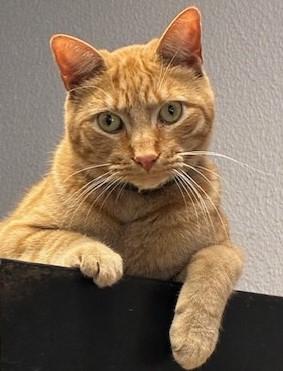 Enlarge Jimi, a Adoptable Tabby in Pompton Lakes, NJ image 1/1