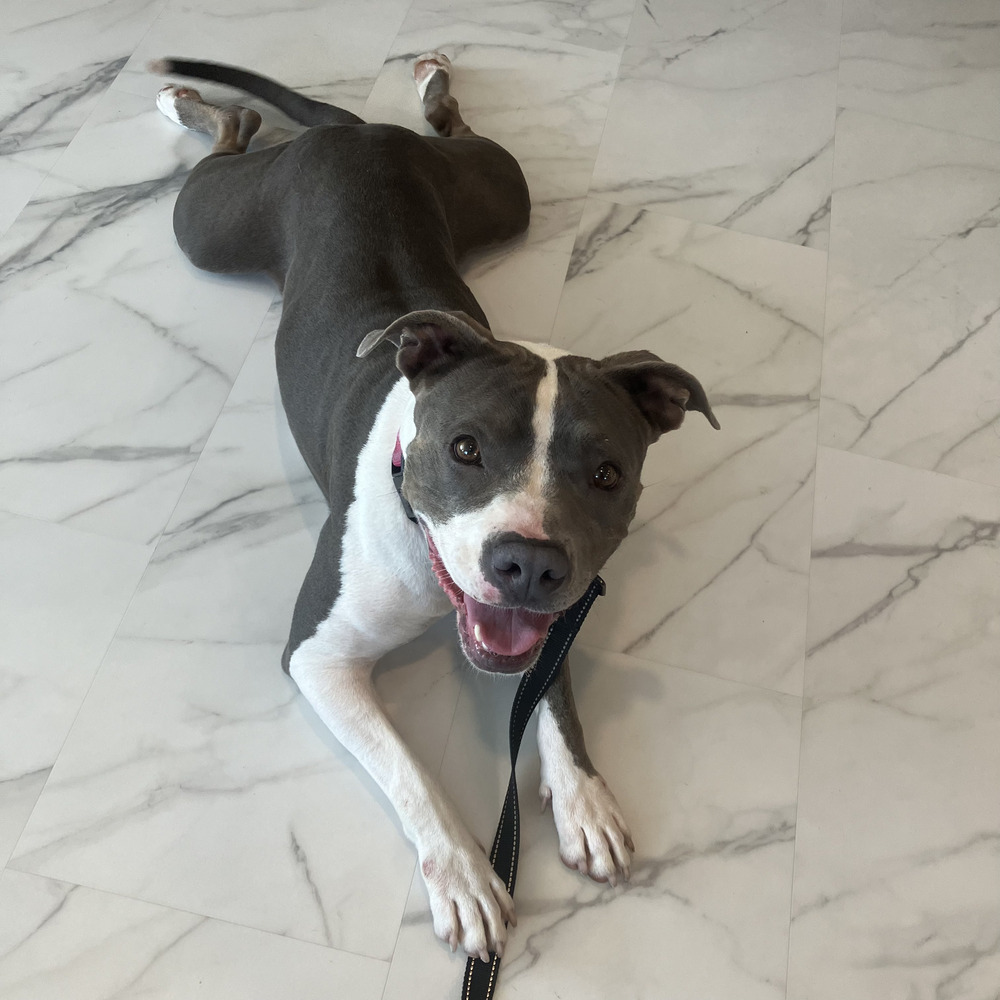 Enlarge Lola - AVAILABLE/FOSTER NEEDED, a Adoptable Pit Bull Terrier in Seattle, WA image 5/7