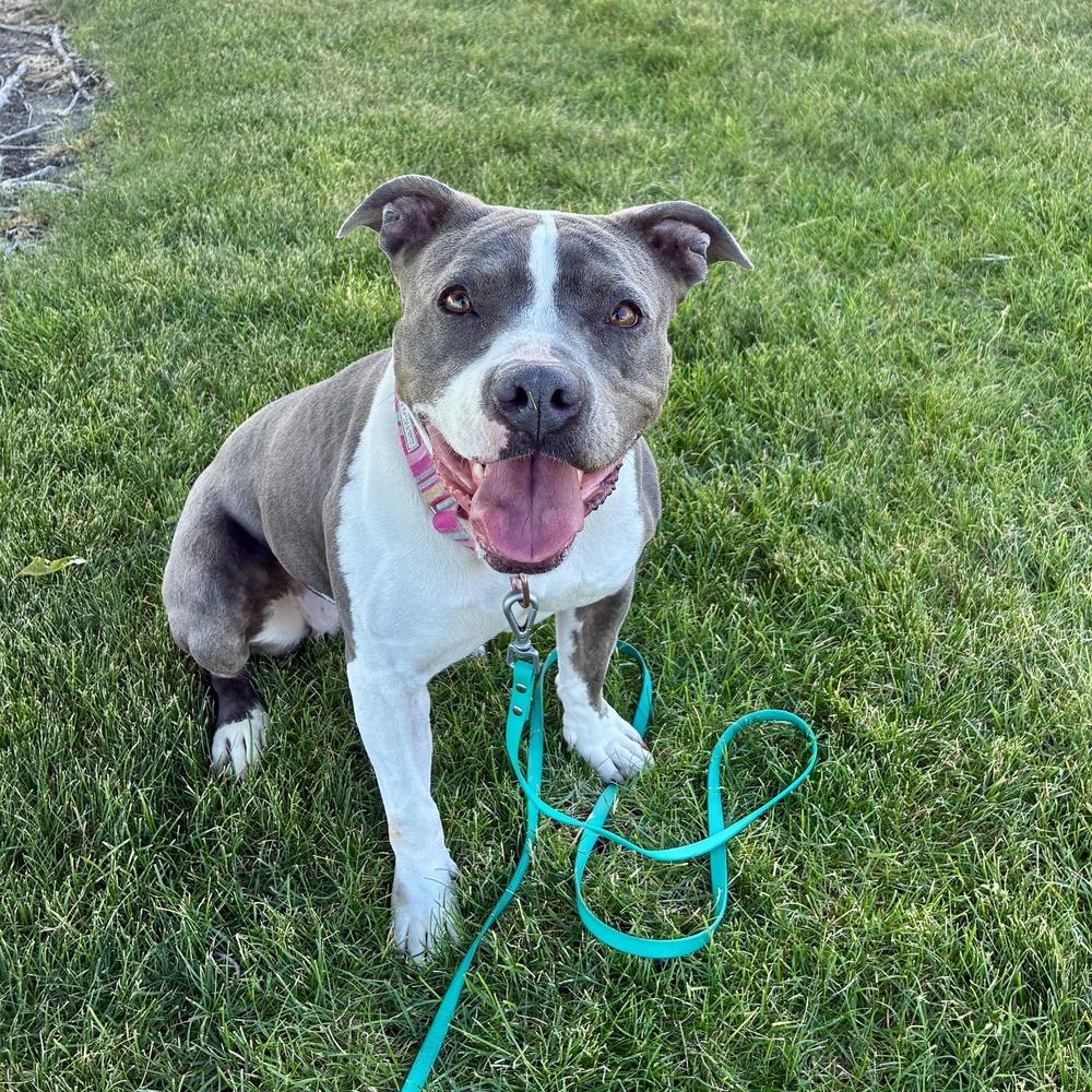 Lola - AVAILABLE, Adoptable, Adult Female Pit Bull Terrier.