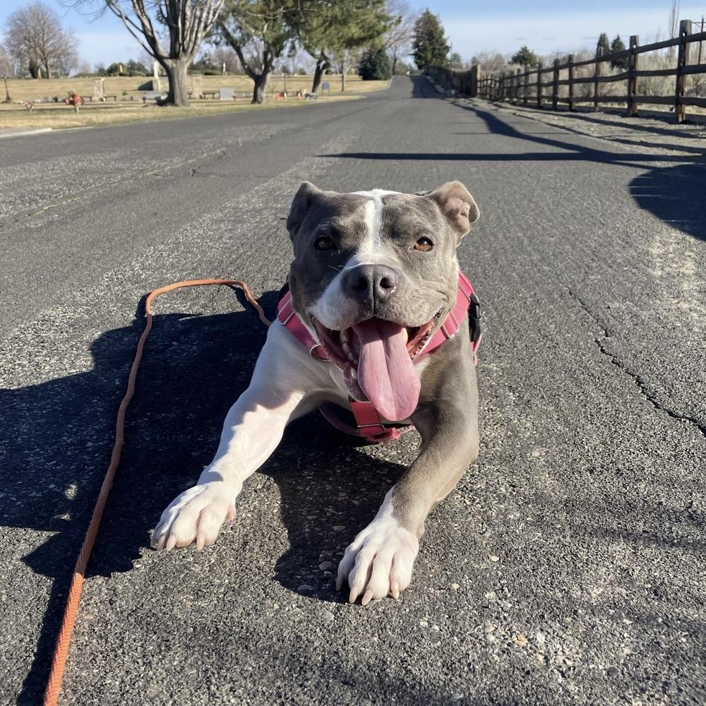 Enlarge Lola - AVAILABLE/FOSTER NEEDED, a Adoptable Pit Bull Terrier in Seattle, WA image 1/6
