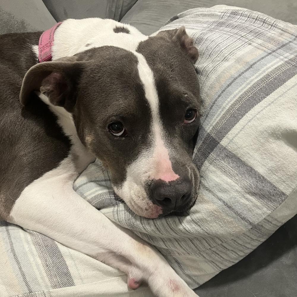 Enlarge Lola - AVAILABLE, a Adoptable Pit Bull Terrier in Seattle, WA image 1/6