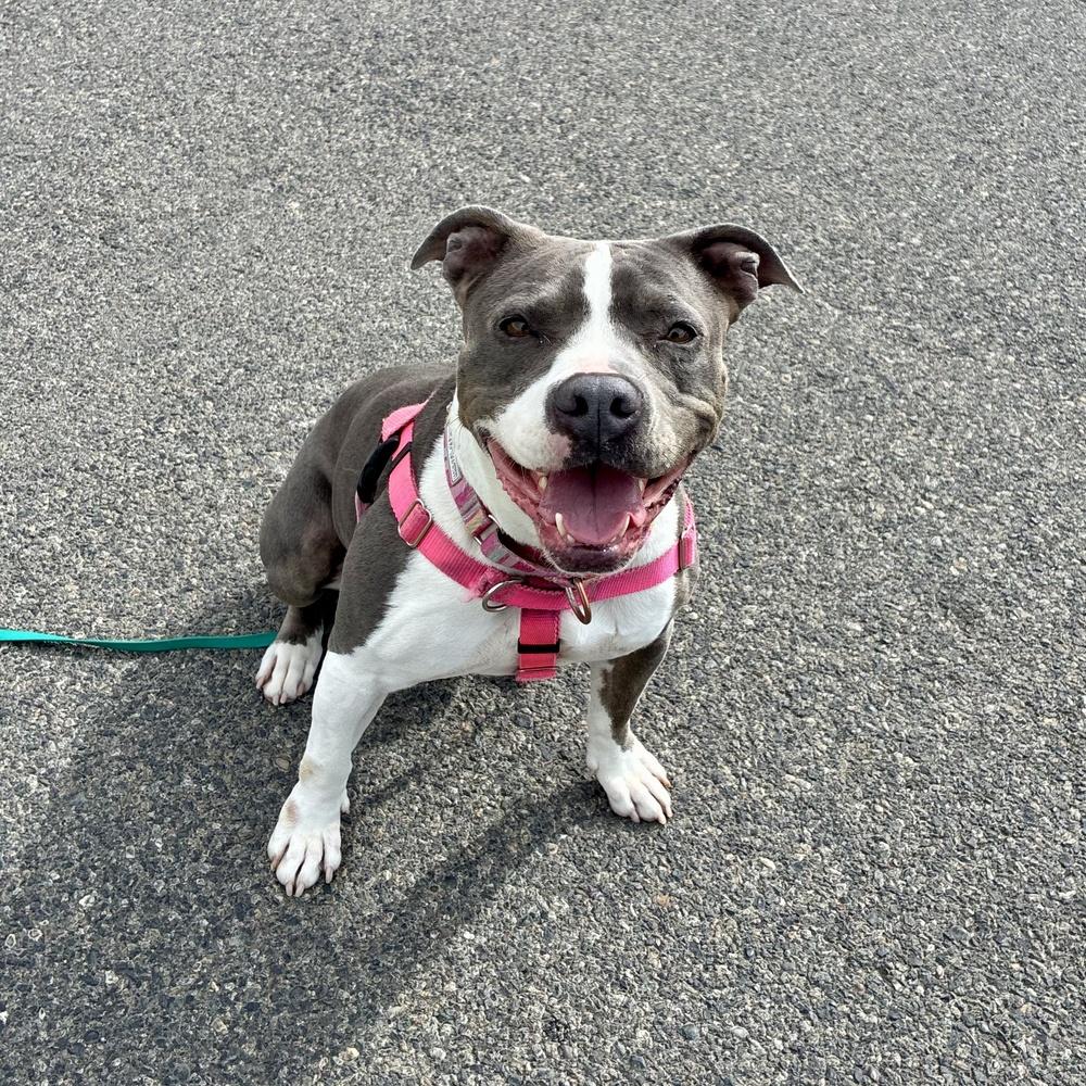 Enlarge Lola - AVAILABLE, a Adoptable Pit Bull Terrier in Seattle, WA image 3/6