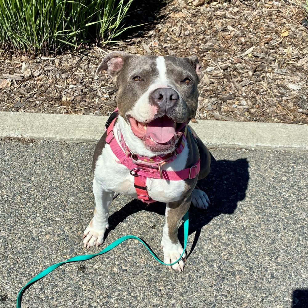 Lola - AVAILABLE, a Adoptable Pit Bull Terrier in Seattle, WA image 3/6