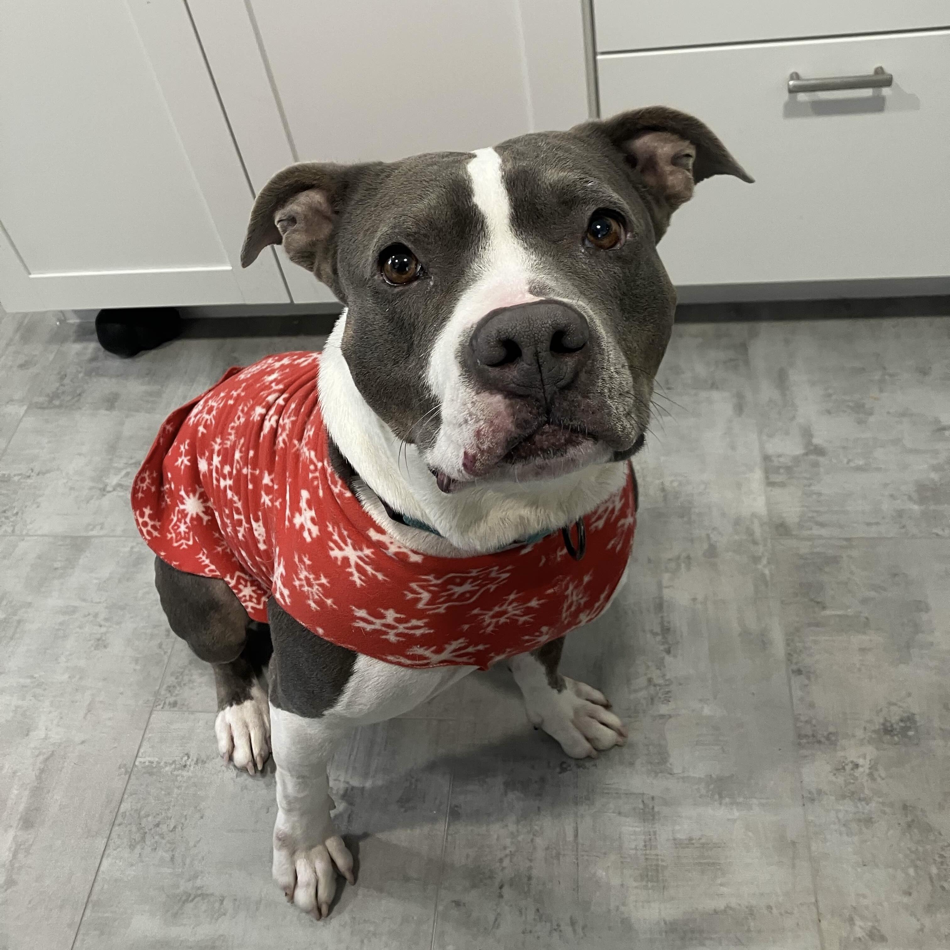 Enlarge Lola - AVAILABLE/FOSTER NEEDED, a Adoptable Pit Bull Terrier in Seattle, WA image 2/7