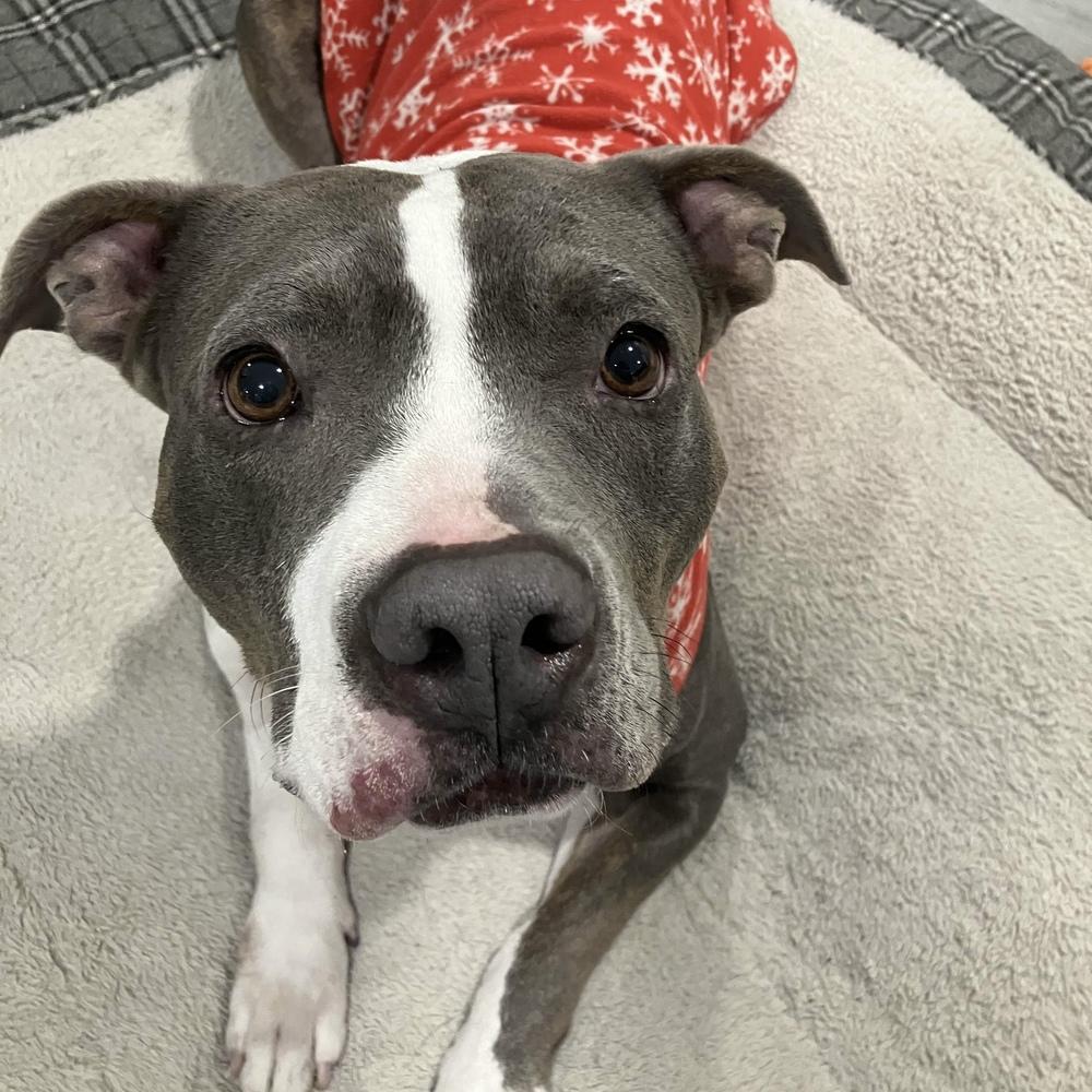 Enlarge Lola - AVAILABLE/FOSTER NEEDED, a Adoptable Pit Bull Terrier in Seattle, WA image 2/6