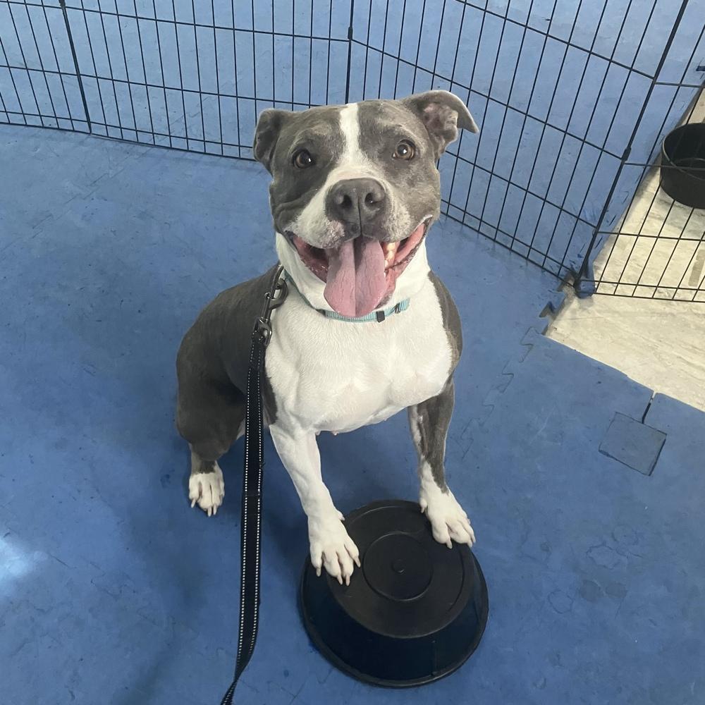 Enlarge Lola - AVAILABLE, a Adoptable Pit Bull Terrier in Seattle, WA image 2/6