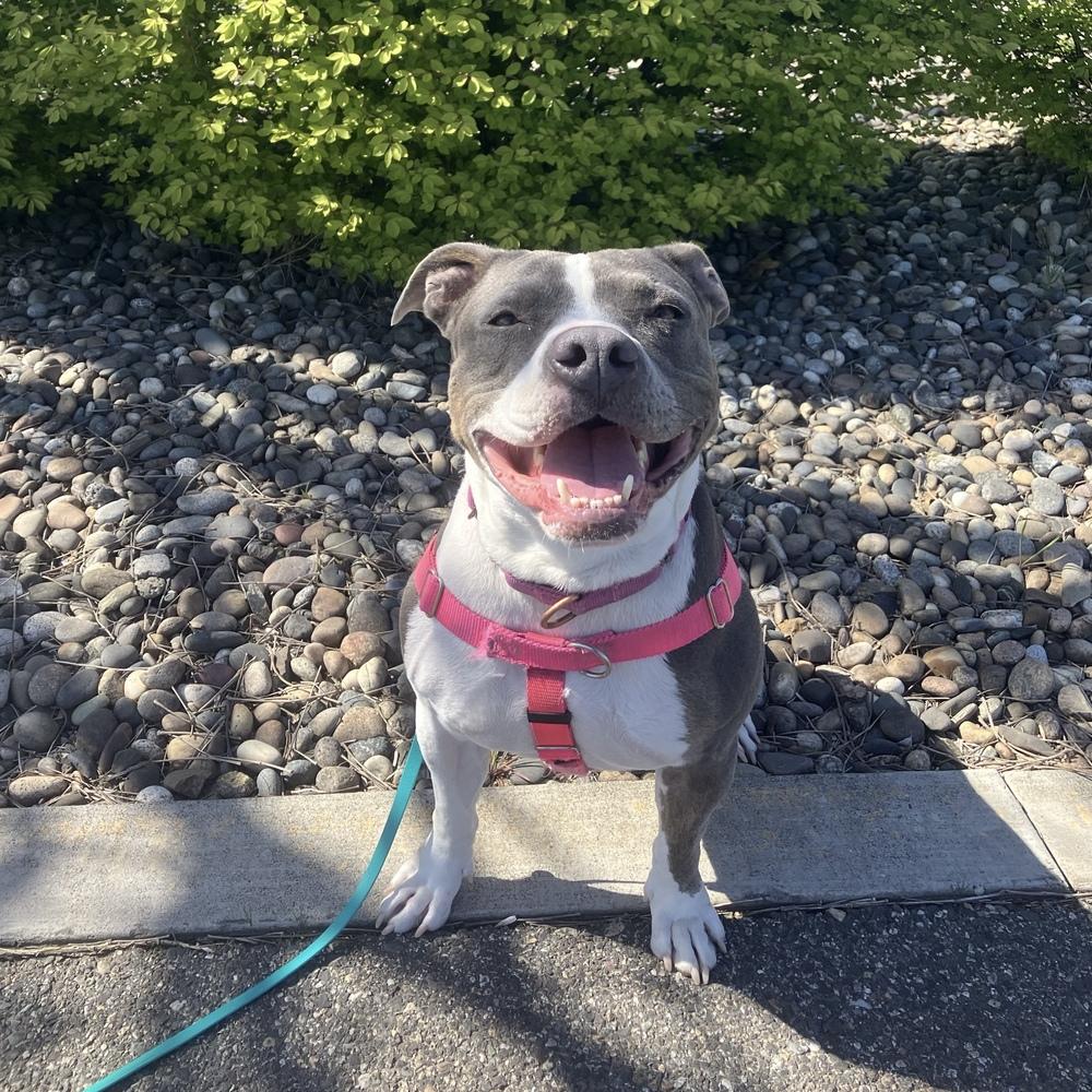 Enlarge Lola - AVAILABLE/FOSTER NEEDED, a Adoptable Pit Bull Terrier in Seattle, WA image 3/6